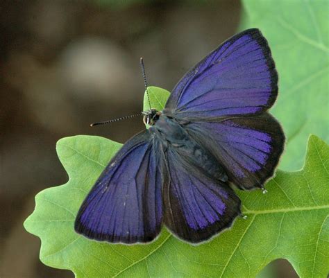 purple hair streaks|giant purple hairstreak.